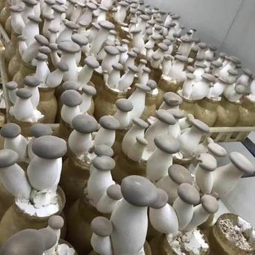 洛阳瀍河区杏鲍菇批发市场观察 优质货源与便捷代理服务